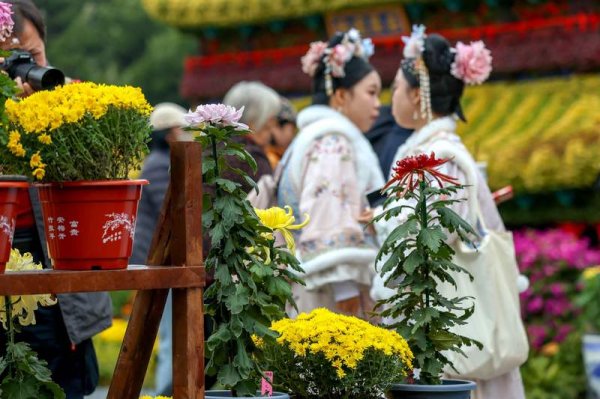 卓信速配 北京菊花文化节在北海公园开幕，京津冀豫四地菊花同台竞艳